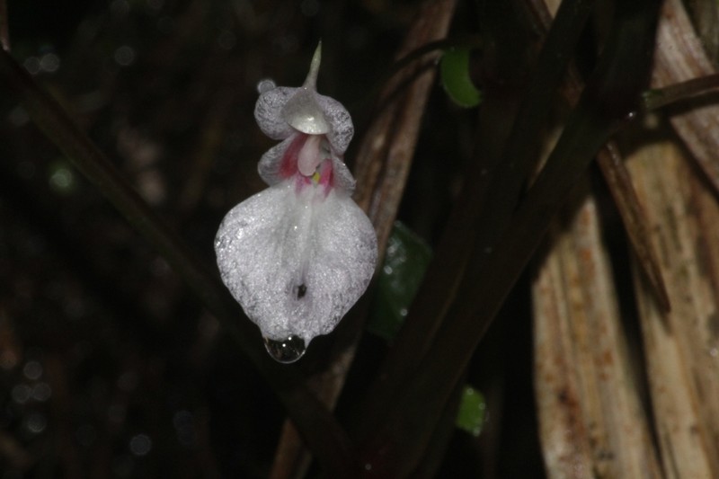 Impatiens truncata photo 3
