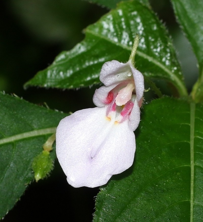 Impatiens truncata photo 4
