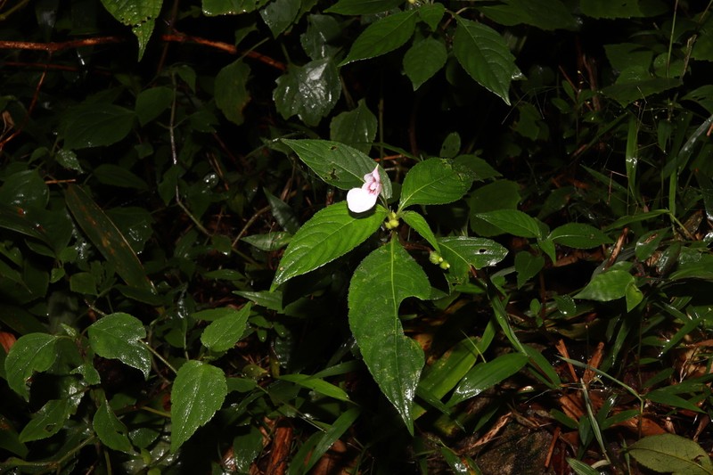 Impatiens truncata photo 5