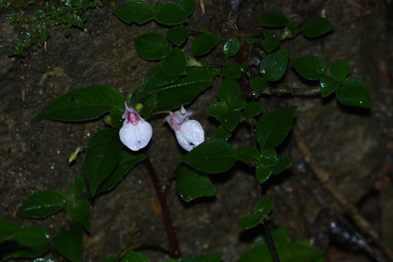Impatiens truncata photo 6