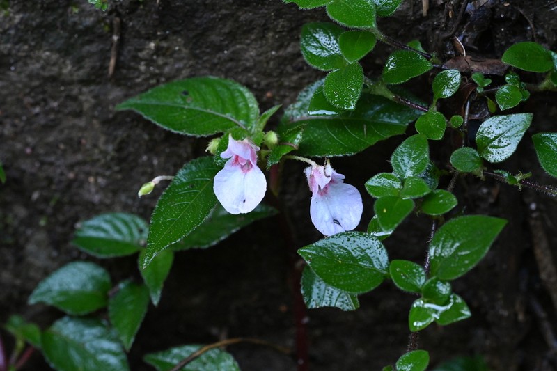 Impatiens truncata photo 7