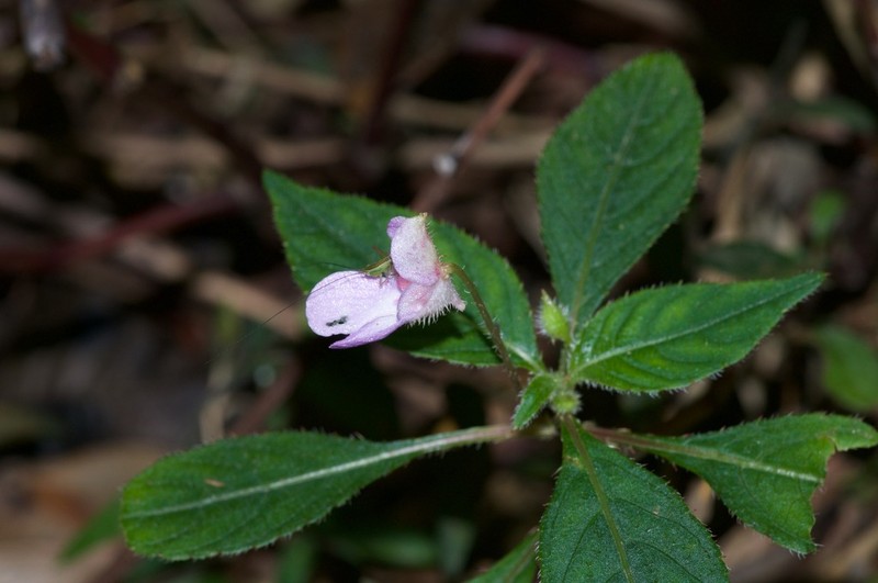 Impatiens truncata photo 8