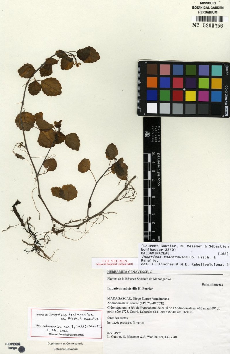 Impatiens tsararavina