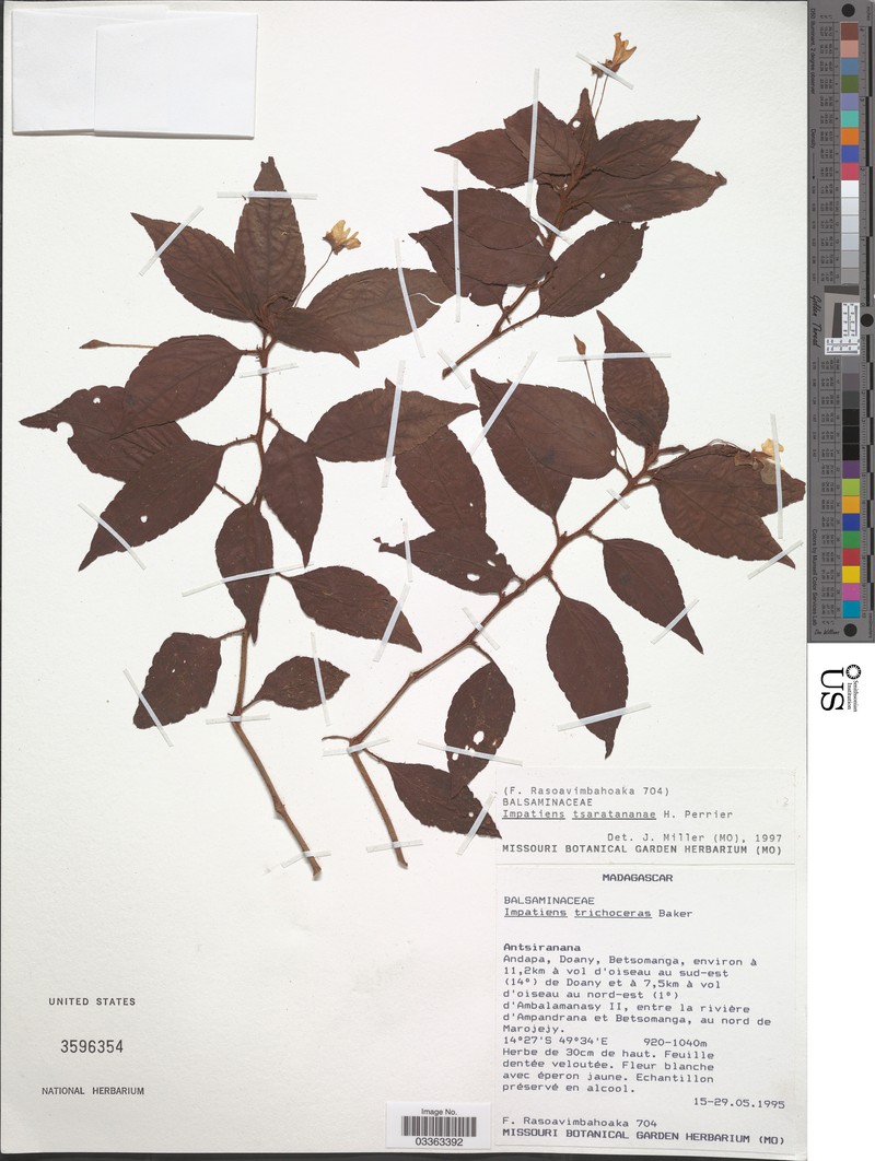 Impatiens tsaratananae