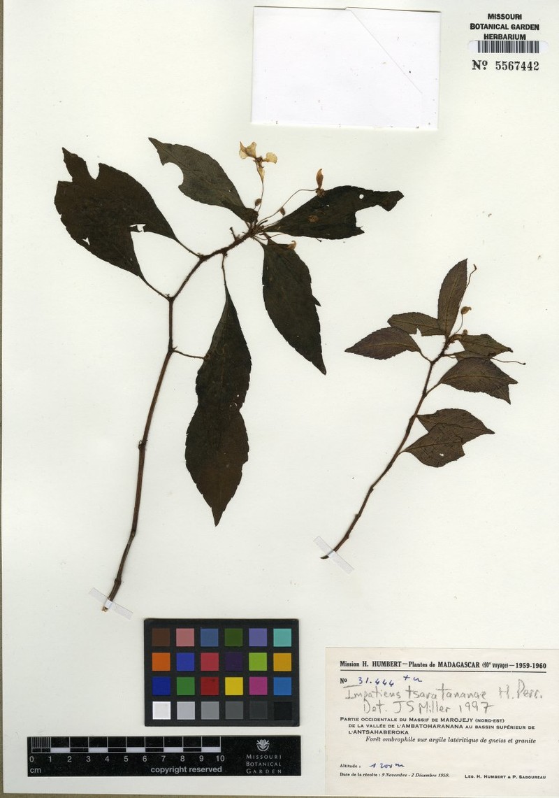 Impatiens tsaratananae photo 2