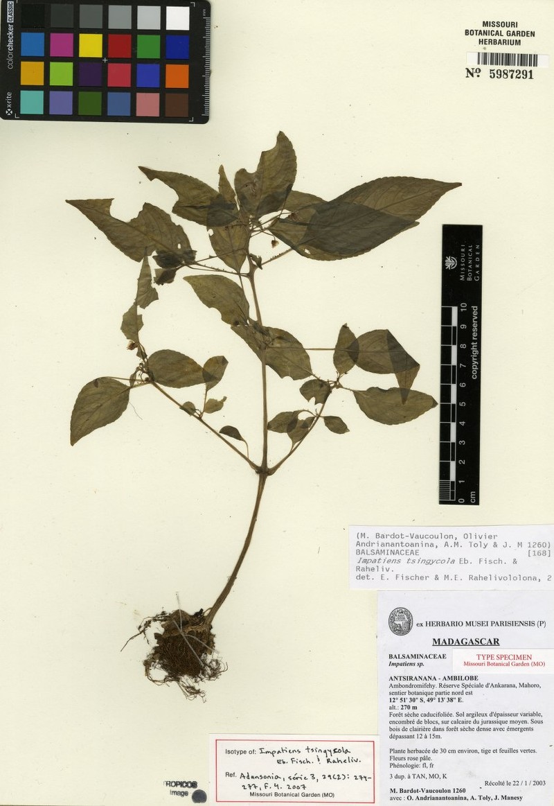 Impatiens tsingycola
