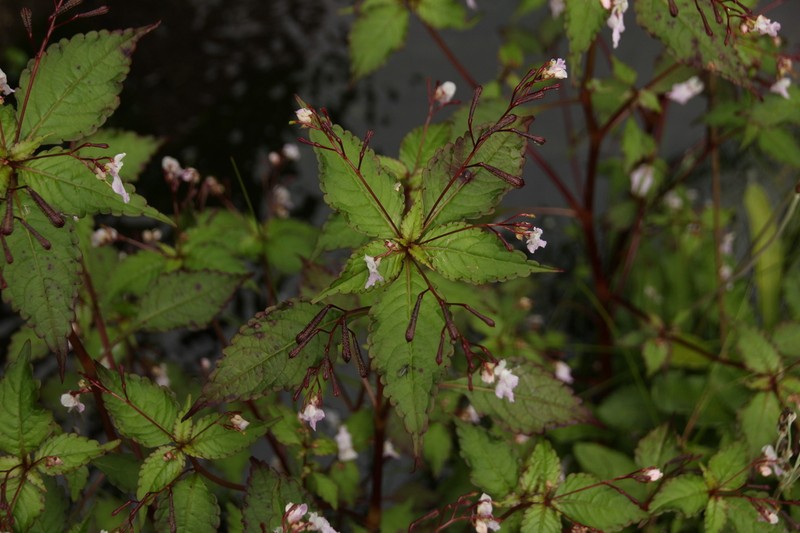 Impatiens tuberculata photo 2