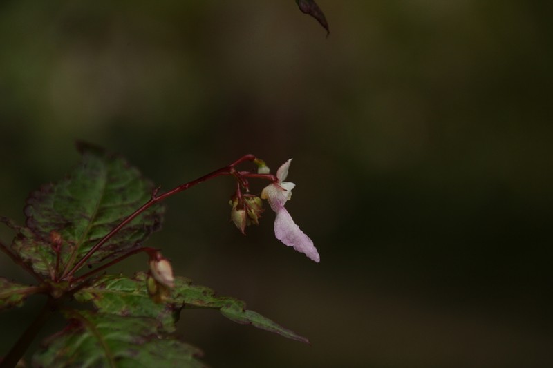 Impatiens tuberculata photo 3