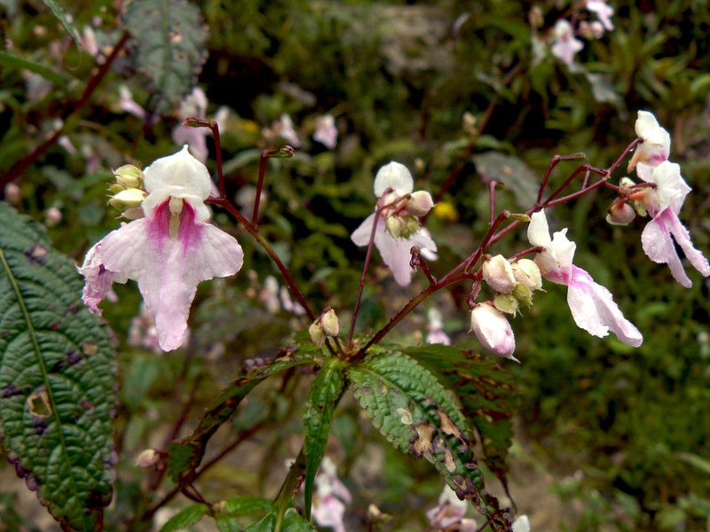 Impatiens tuberculata photo 4