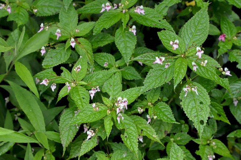 Impatiens tuberculata photo 5