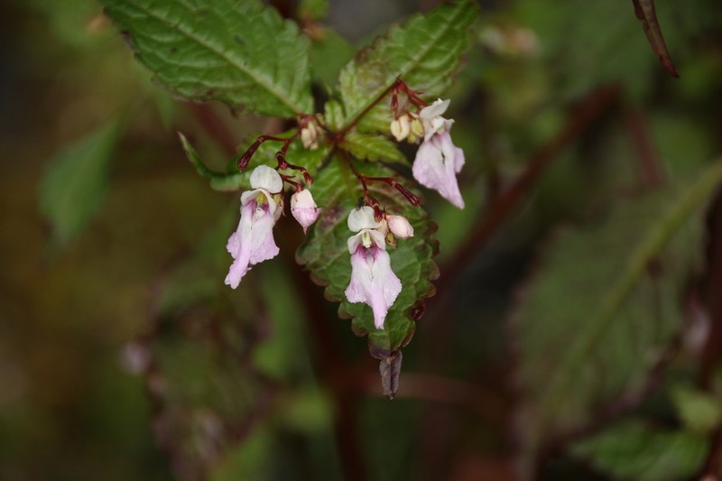 Impatiens tuberculata photo 6