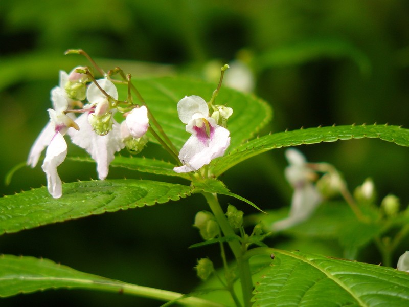 Impatiens tuberculata photo 7
