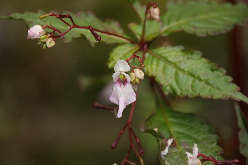 Impatiens tuberculata photo 8