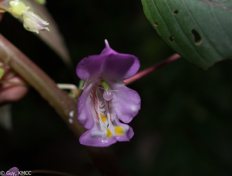 Impatiens tuberosa