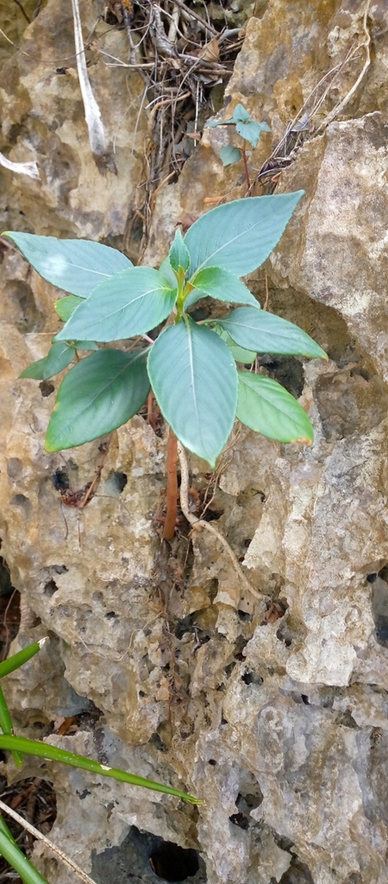 Impatiens tuberosa photo 2