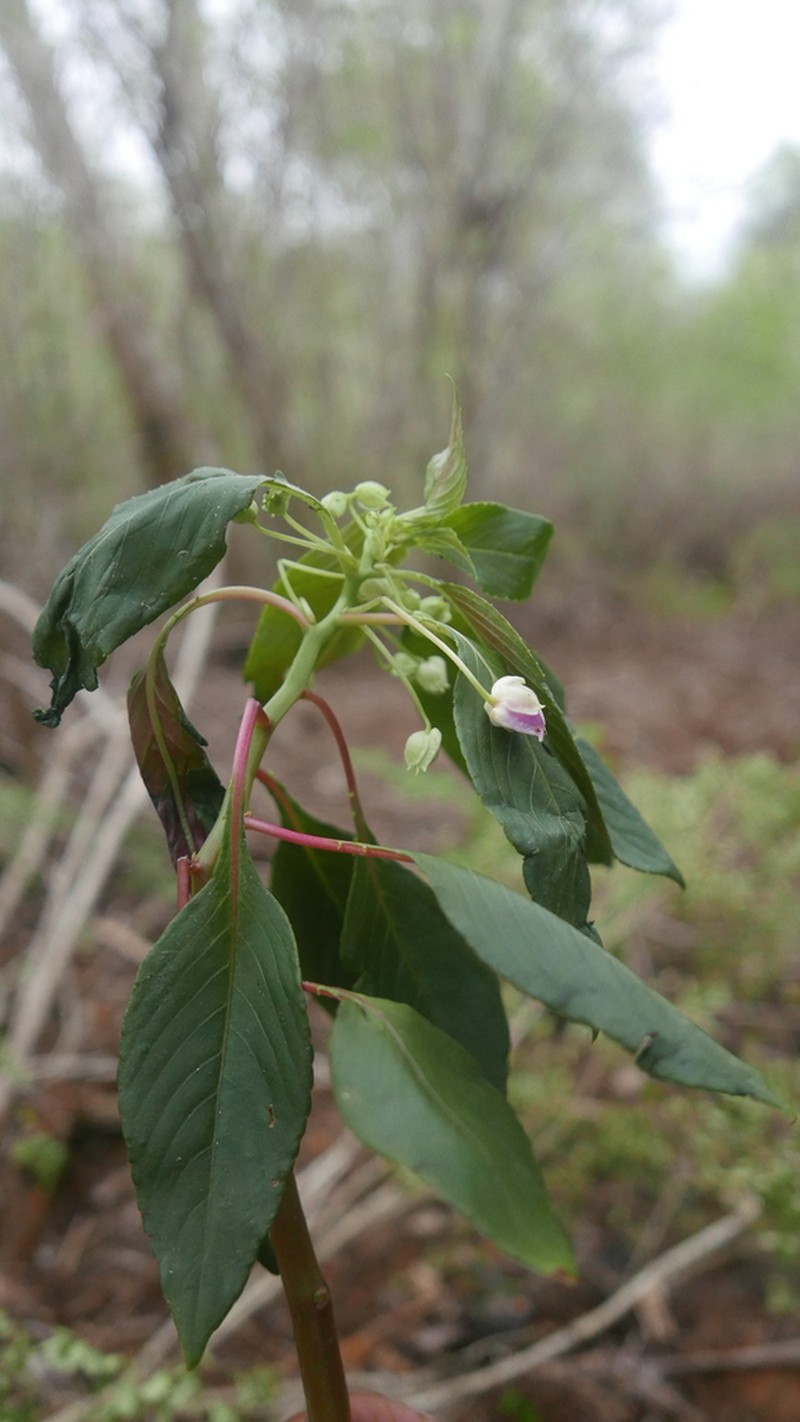 Impatiens tuberosa photo 3