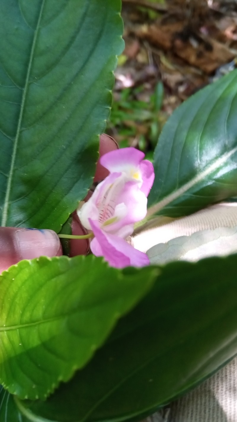 Impatiens tuberosa photo 4
