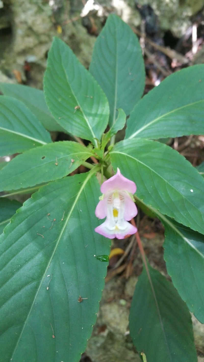 Impatiens tuberosa photo 5