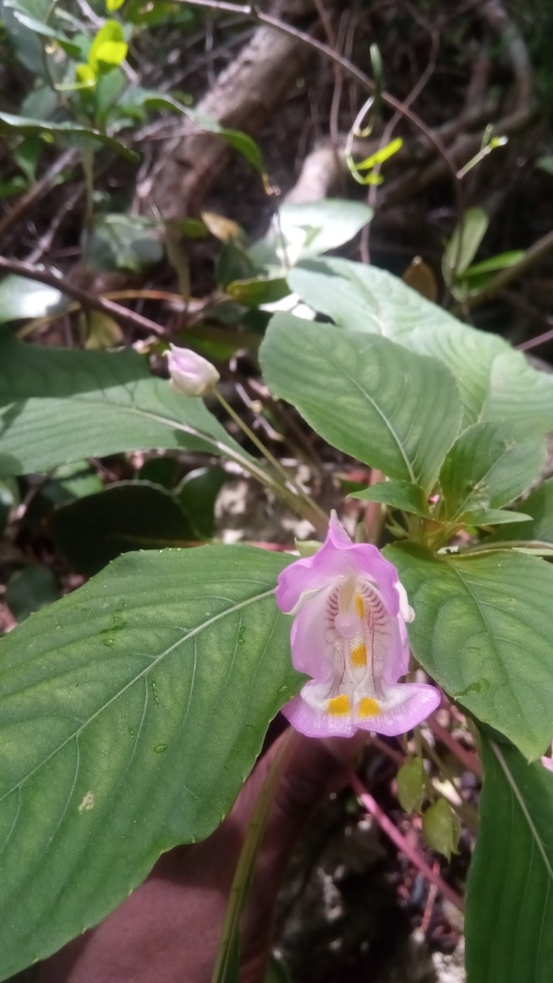 Impatiens tuberosa photo 6