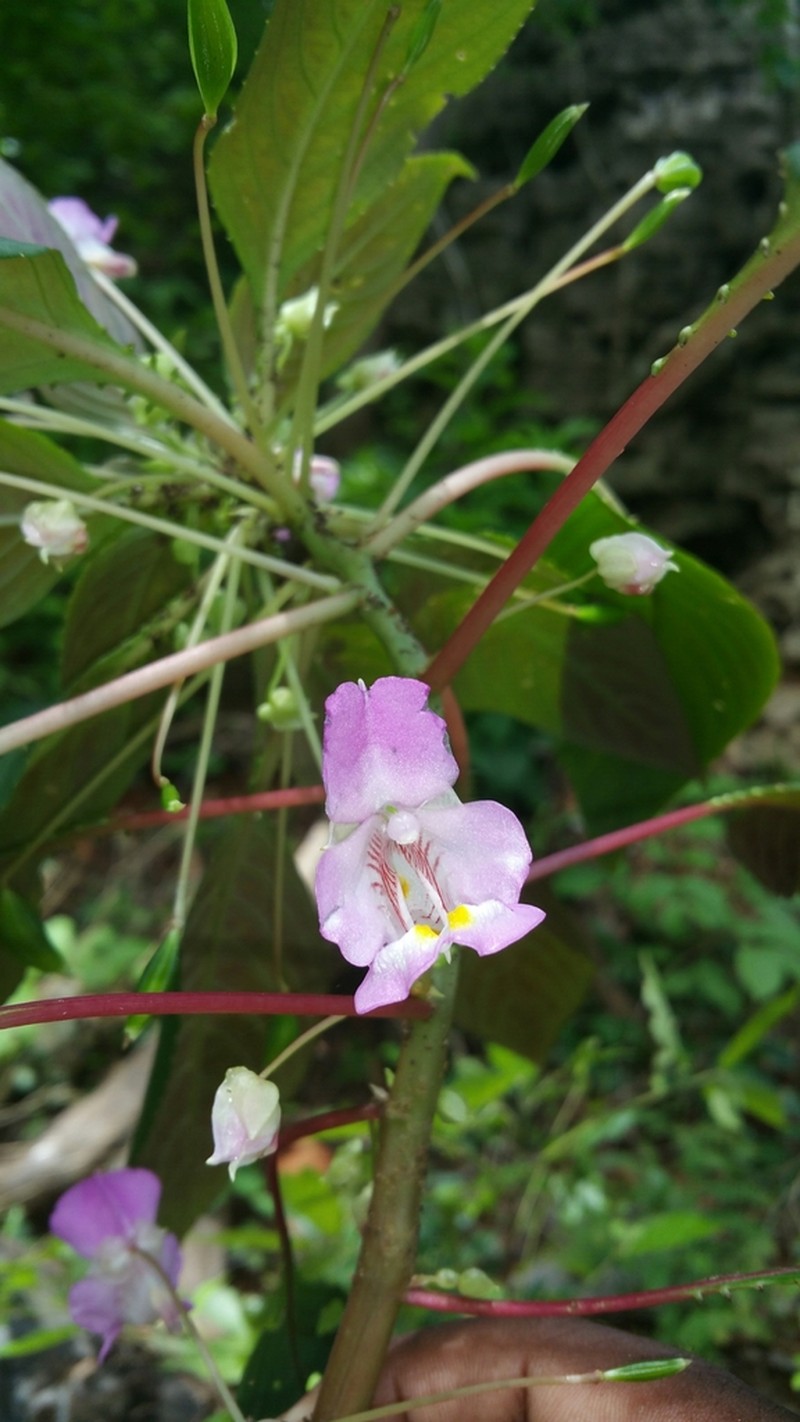 Impatiens tuberosa photo 7
