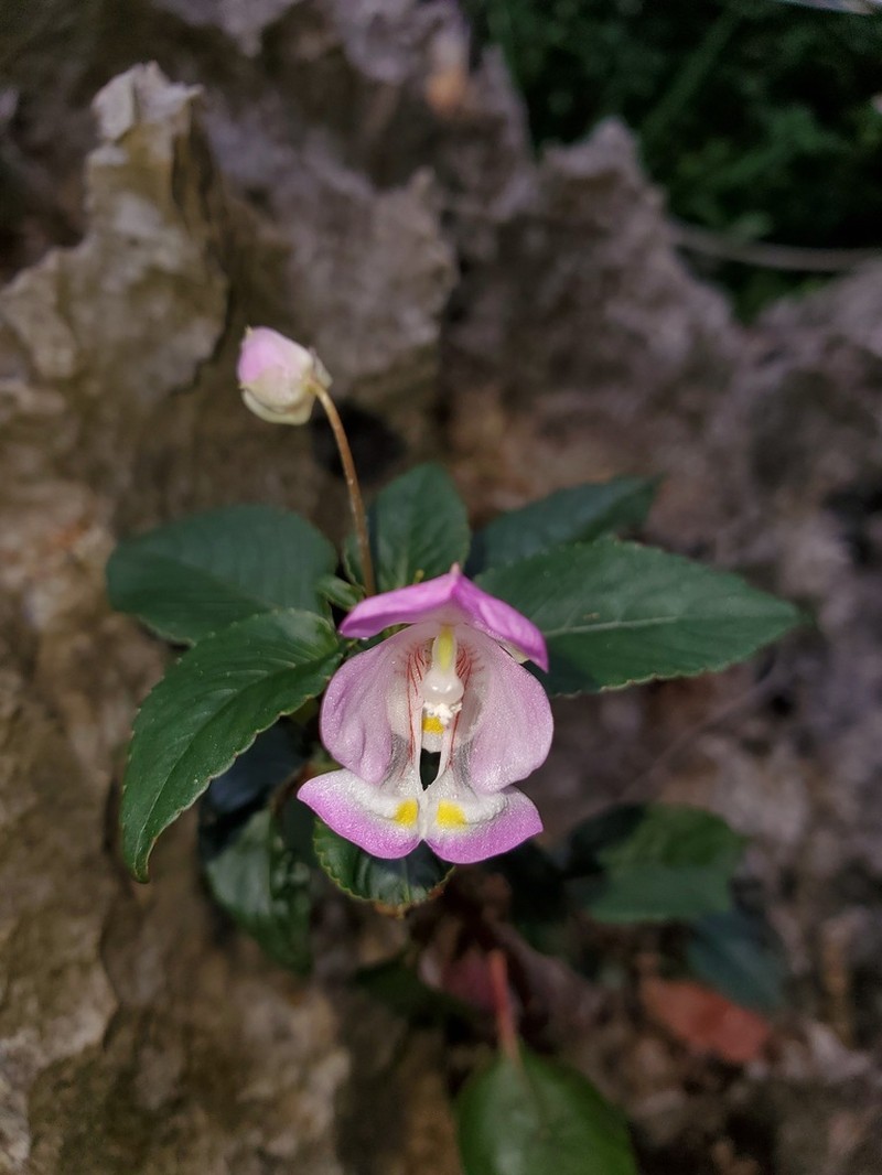 Impatiens tuberosa photo 8