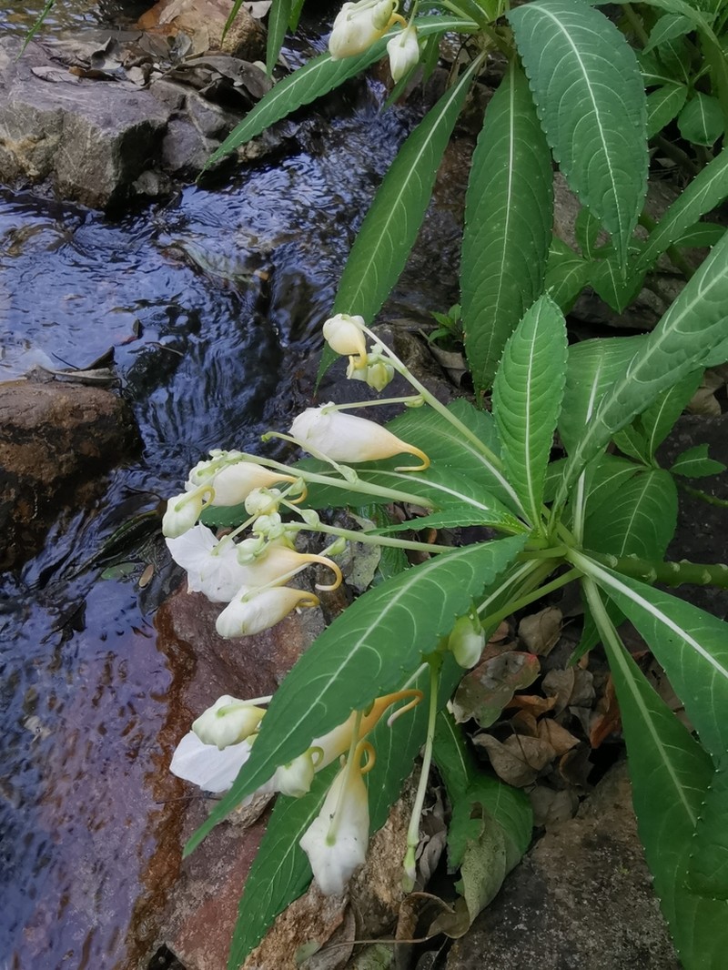 Impatiens tubulosa