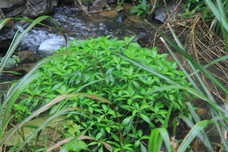Impatiens tubulosa photo 2