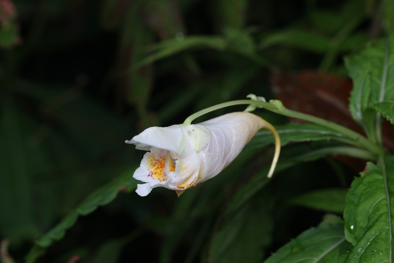 Impatiens tubulosa photo 3