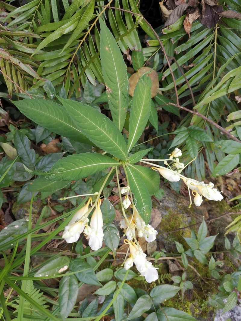 Impatiens tubulosa photo 5