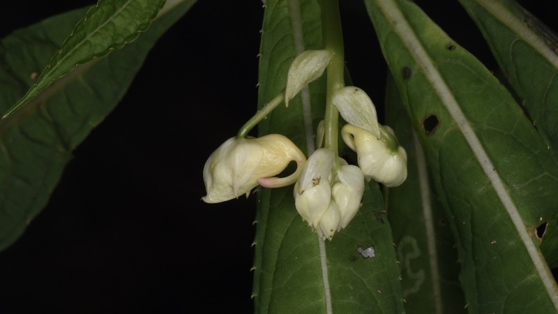 Impatiens tubulosa photo 7