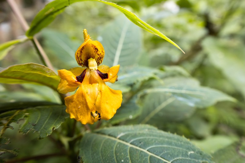 Impatiens tujuhensis photo 3
