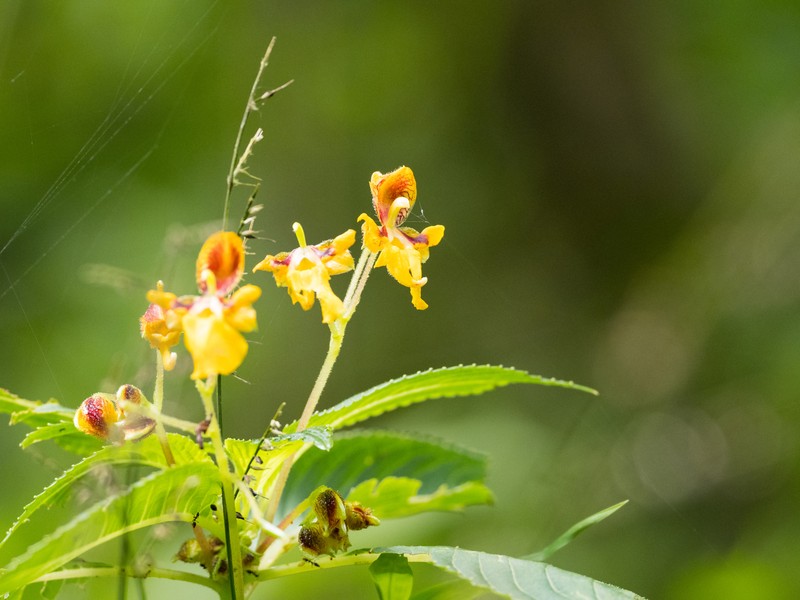 Impatiens tujuhensis photo 4