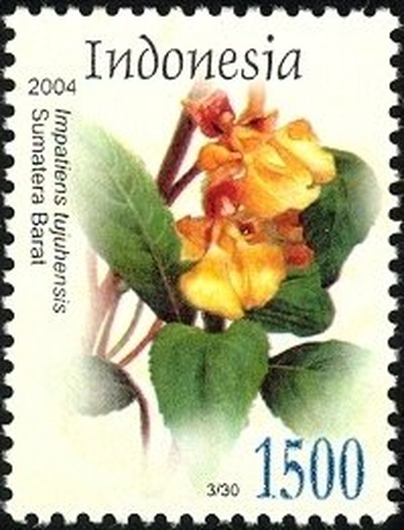 Impatiens tujuhensis