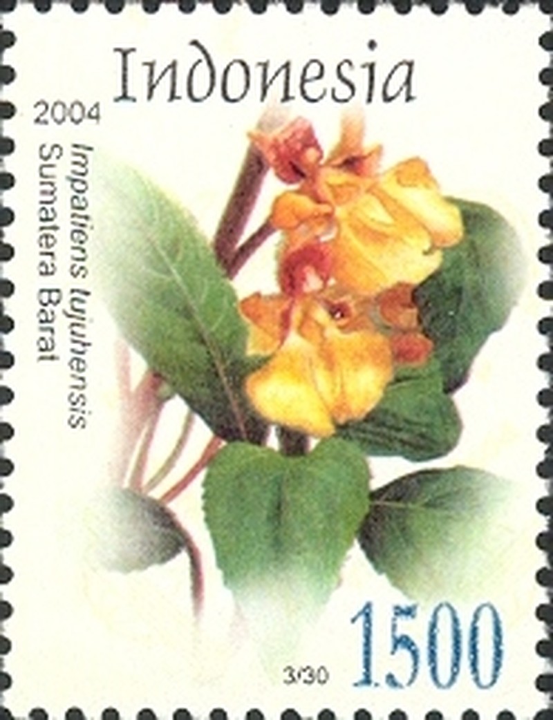 Impatiens tujuhensis photo 7