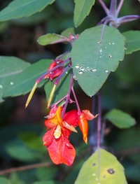Impatiens turrialbana