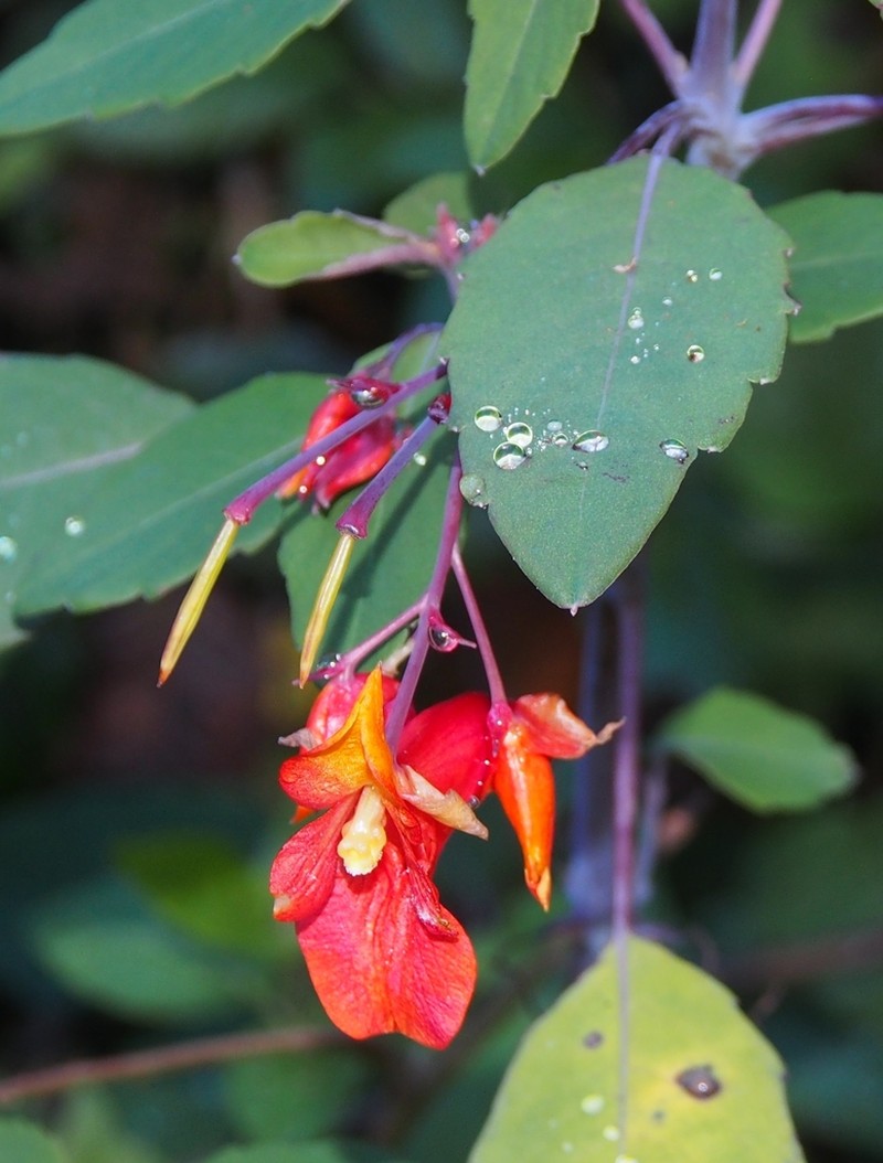 Impatiens turrialbana