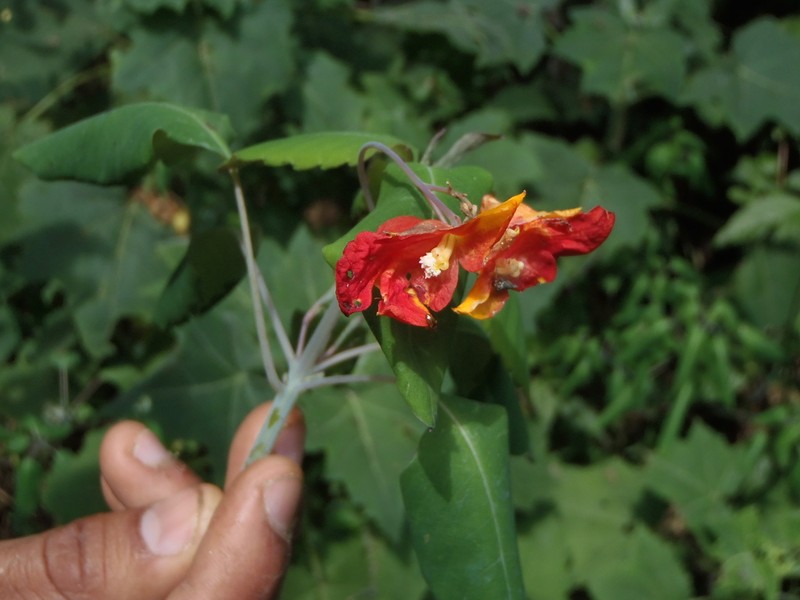 Impatiens turrialbana photo 2