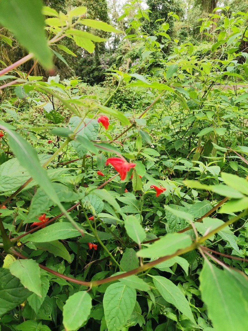 Impatiens turrialbana photo 3