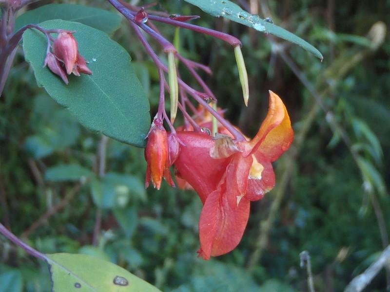 Impatiens turrialbana photo 4