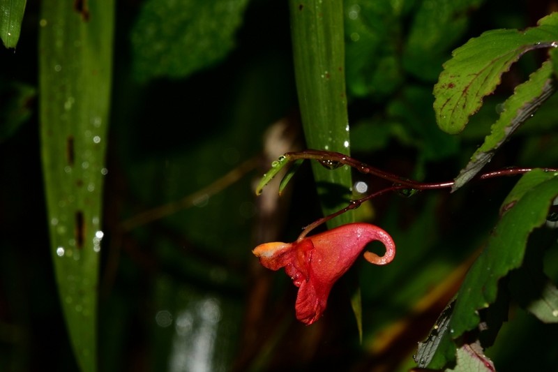 Impatiens turrialbana photo 5