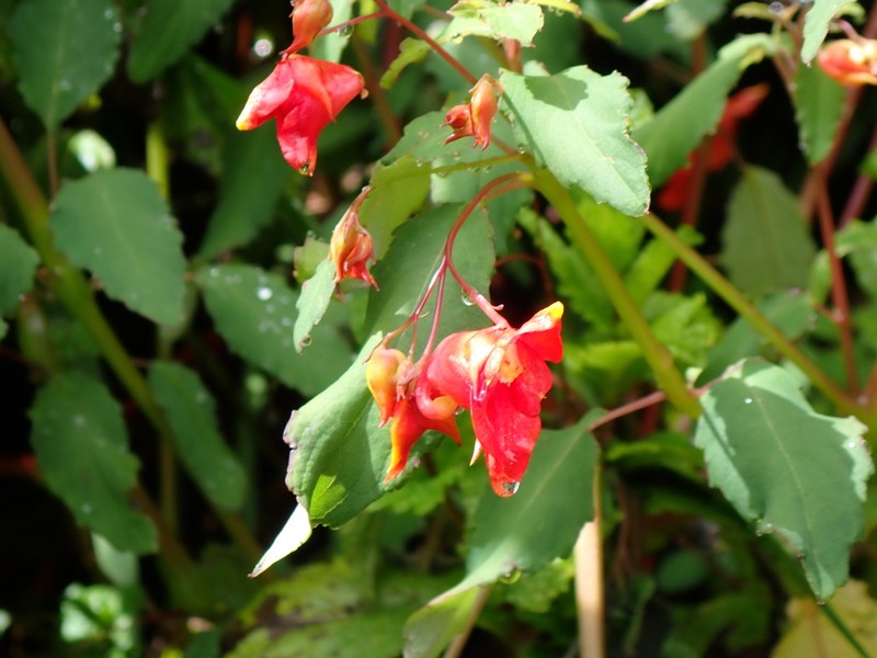 Impatiens turrialbana photo 6