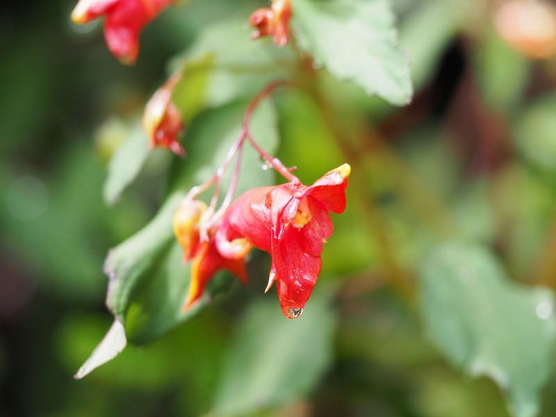 Impatiens turrialbana photo 7