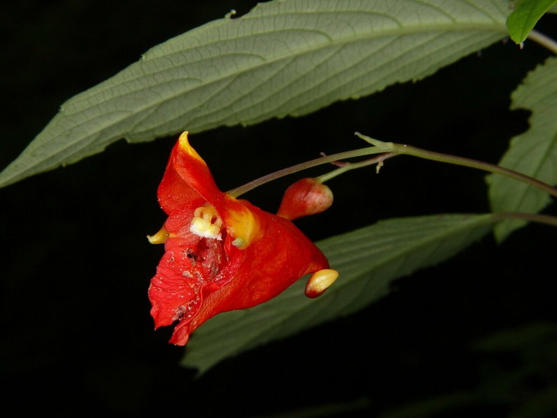 Impatiens turrialbana photo 8
