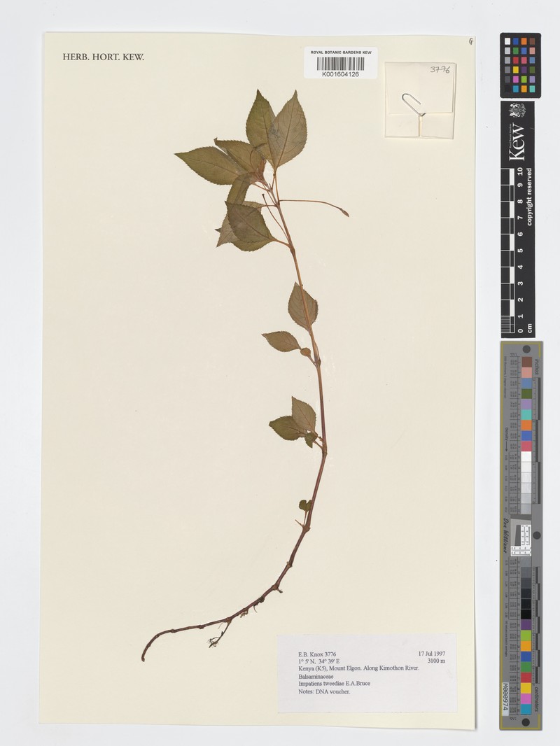 Impatiens tweedieae