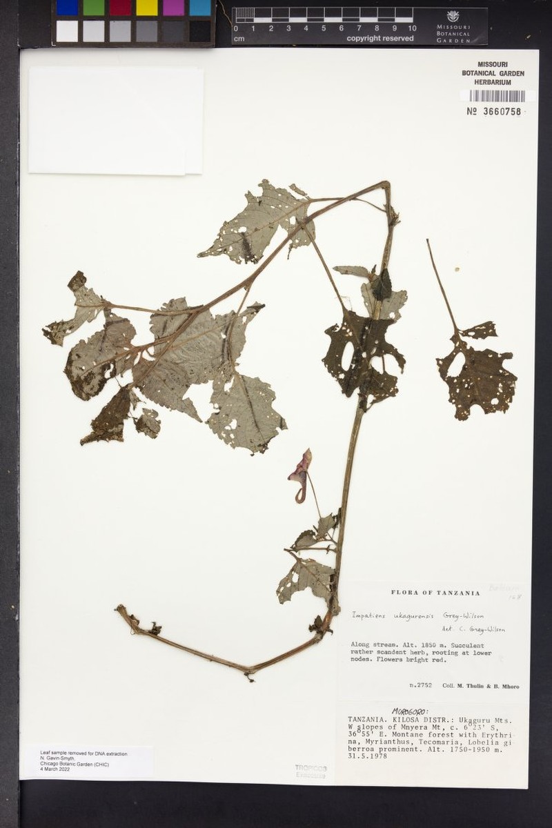 Impatiens ukagurensis