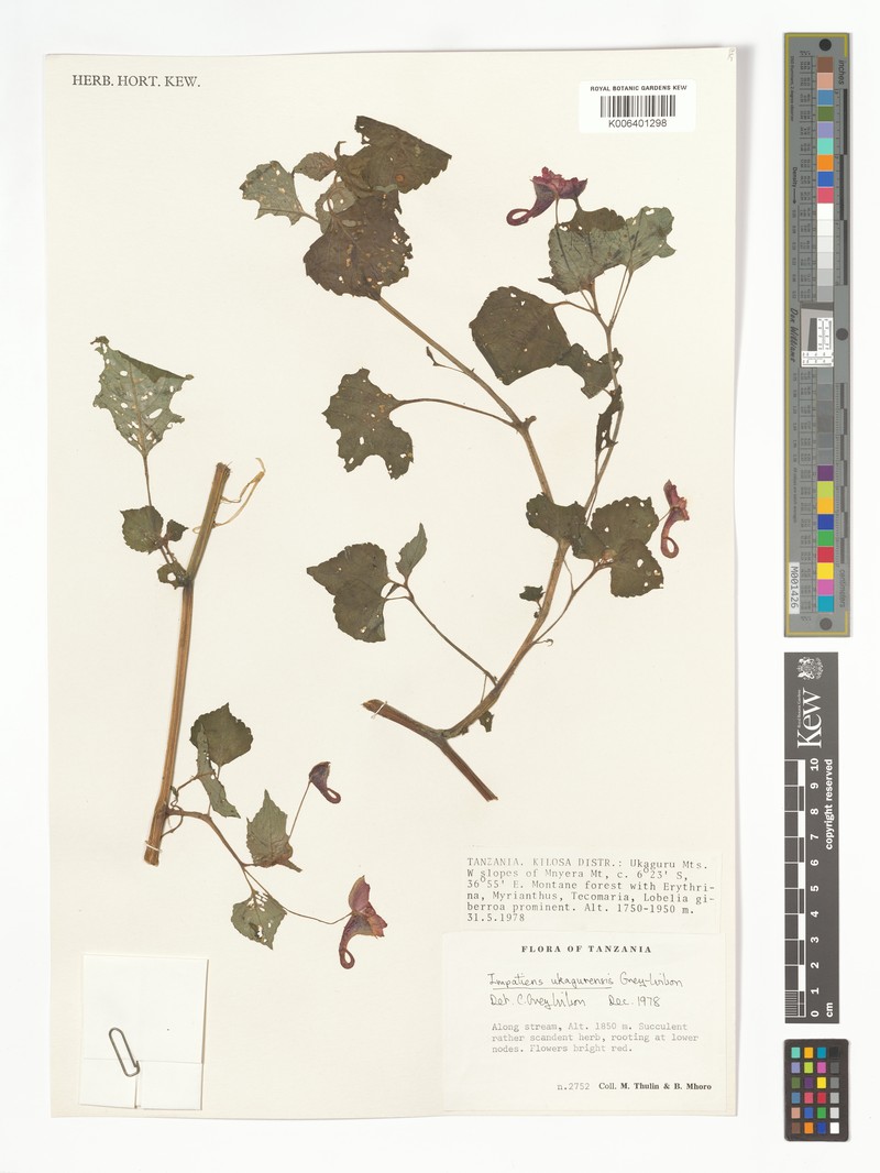 Impatiens ukagurensis photo 2