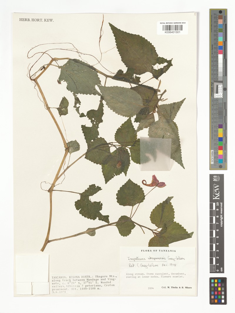 Impatiens ukagurensis photo 3