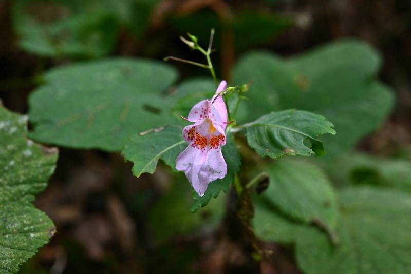 Impatiens uliginosa