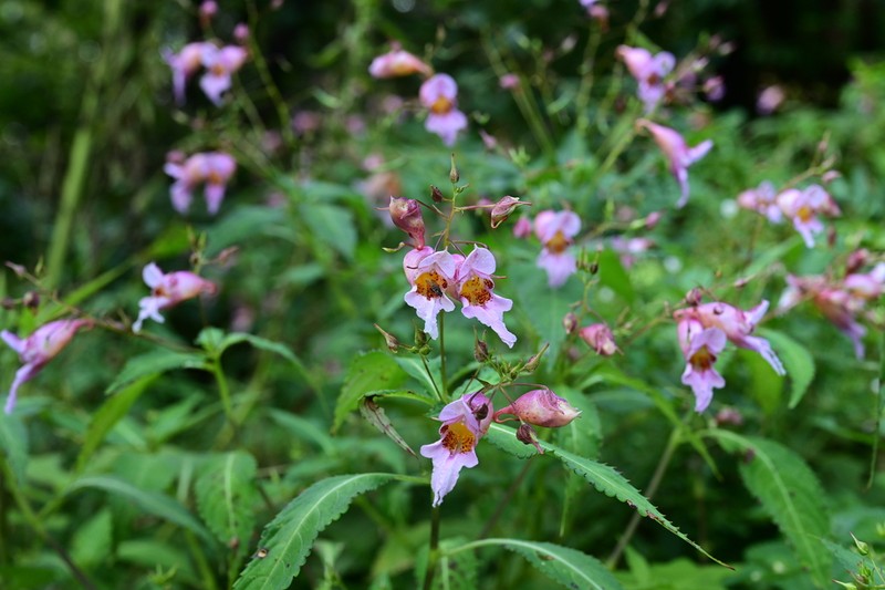 Impatiens uliginosa photo 2