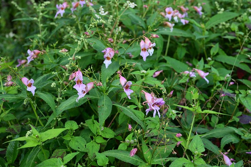 Impatiens uliginosa photo 3
